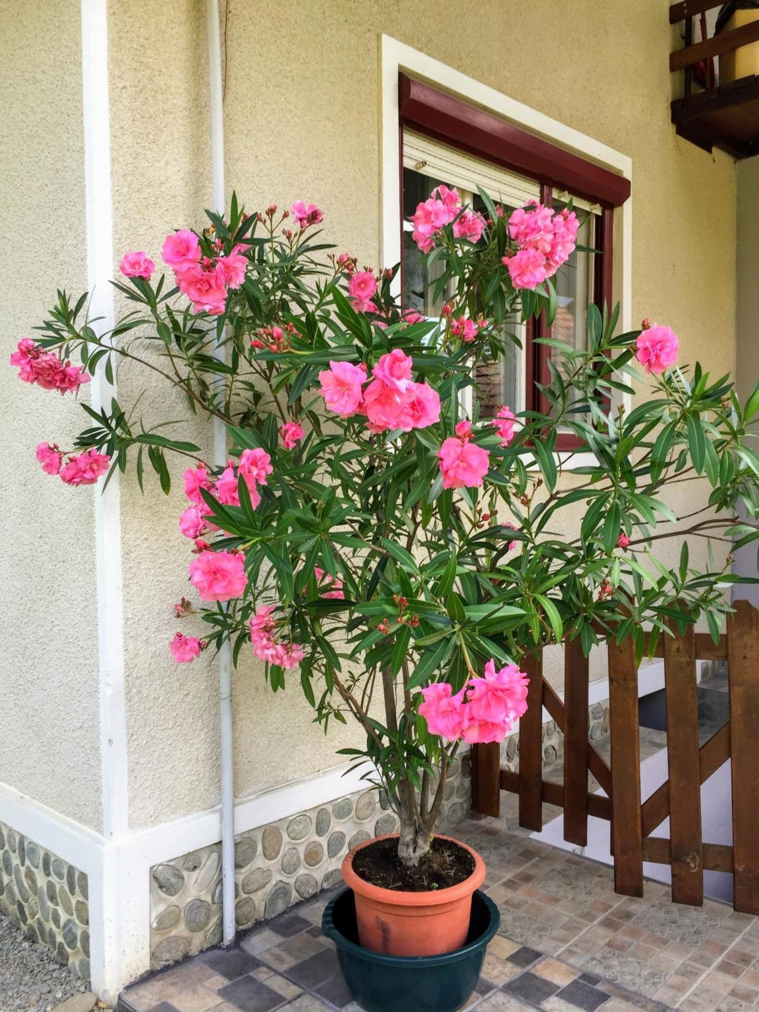 Casa Popa 호텔 Cîrţişoara 외부 사진